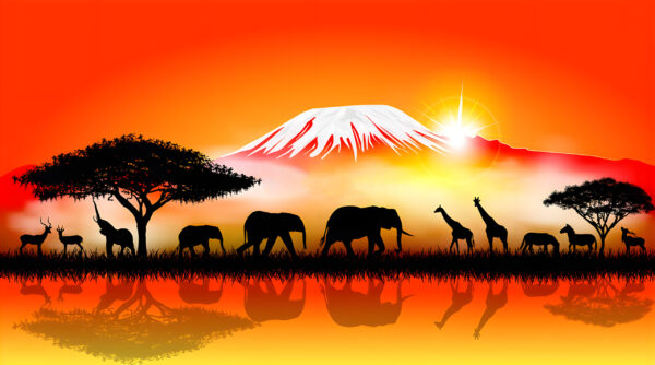 [50 by 40cm] Kilimanjaro's First Light
